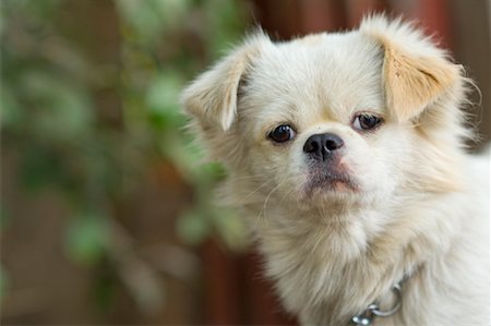 simsearch:600-01248814,k - Portrait de chien Photographie de stock - Premium Libres de Droits, Code: 600-01200148