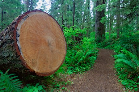 Trunk of Cut Tree, Quinault Rainforest, Olympic National Park, Washington, USA Foto de stock - Royalty Free Premium, Número: 600-01224469