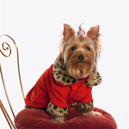 dog fashion - Portrait of Yorkshire Terrier Stock Photo - Premium Royalty-Free, Code: 600-01234886