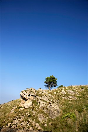 simsearch:600-02216122,k - Lone Tree on Hill, Majorca, Spain Stock Photo - Premium Royalty-Free, Code: 600-01235947