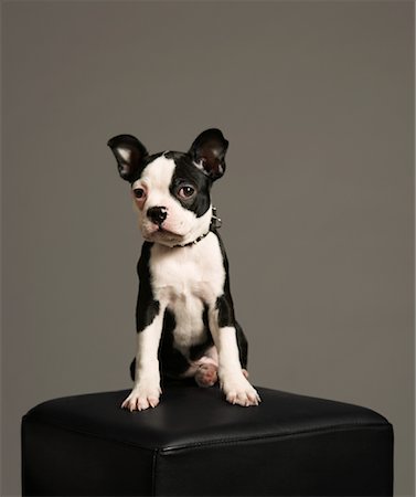 simsearch:600-01248433,k - Portrait of Dog Fotografie stock - Premium Royalty-Free, Codice: 600-01236618