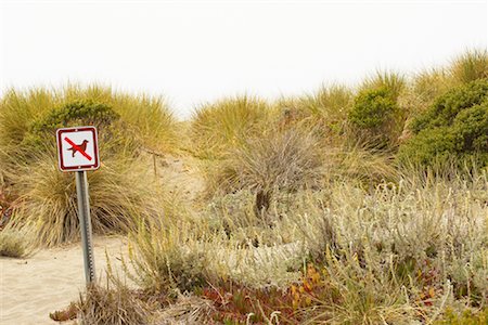 sonoma valley - No Dogs Allowed Sign at Beach, Sonoma Coast, California, USA Foto de stock - Royalty Free Premium, Número: 600-01248406