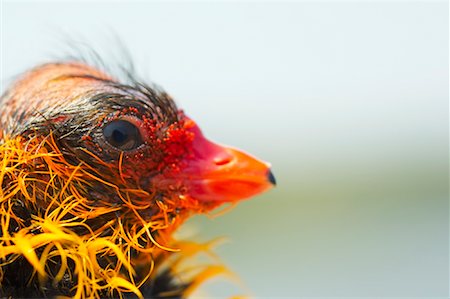 foulque - Coot Chick Foto de stock - Sin royalties Premium, Código: 600-01248414