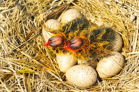 Coot Chicks Hatching from Eggs Fotografie stock - Premium Royalty-Free, Codice: 600-01248416