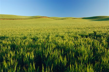 Champ de blé près de Colfax, région Palouse, Whitman County, Washington, Etats-Unis Photographie de stock - Premium Libres de Droits, Code: 600-01248764