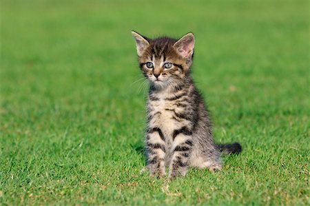 Portrait of Kitten Foto de stock - Sin royalties Premium, Código: 600-01248779