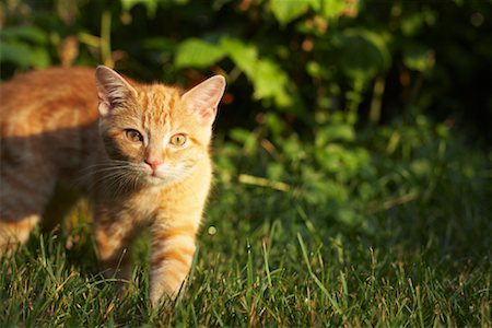 Kitten Stalking Prey Stock Photo - Premium Royalty-Free, Code: 600-01248814