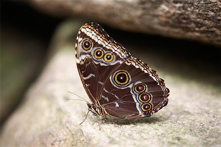 Shoemaker Butterfly Stock Photo - Premium Royalty-Free, Code: 600-01248817