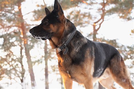 perro guardián - German Shepherd in Winter Foto de stock - Sin royalties Premium, Código: 600-01260014