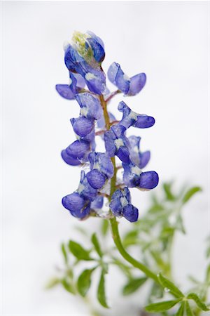 simsearch:6102-03749129,k - Frozen Bluebonnet in Snow, Texas Hill Country, Texas, USA Stock Photo - Premium Royalty-Free, Code: 600-01260164