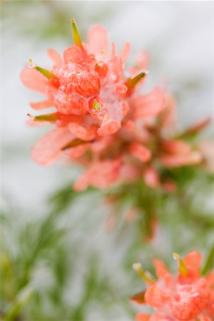 simsearch:600-03017077,k - Frozen Indian Paintbrush in Snow, Texas Hill Country, Texas, USA Stock Photo - Premium Royalty-Free, Code: 600-01260166