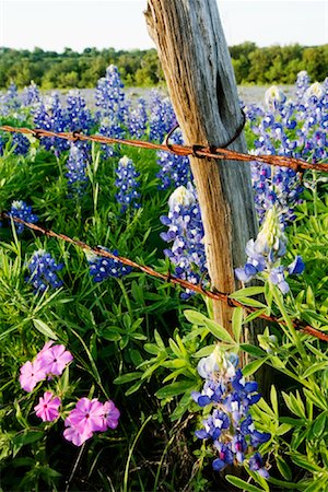 Bluebonnets and Phlox Near Wire Fence, Texas Hill Country, Texas, USA Stock Photo - Premium Royalty-Free, Code: 600-01260162