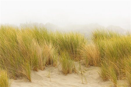 sonoma valley - Beach Grass, Sonoma Coast, California, USA Foto de stock - Royalty Free Premium, Número: 600-01260280