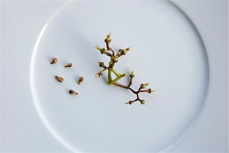 simsearch:600-01575600,k - Still-life of Grape Seeds on Plate Stockbilder - Premium RF Lizenzfrei, Bildnummer: 600-01260436