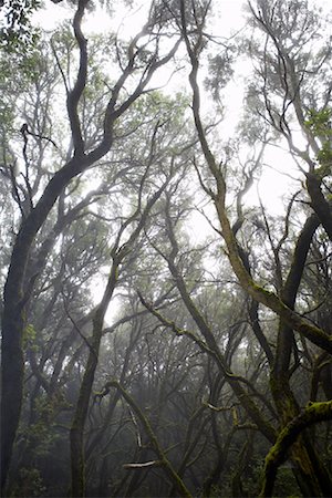 Regardant vers le haut des arbres Photographie de stock - Premium Libres de Droits, Code: 600-01275459