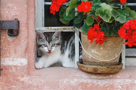 flowers window sill - Kitten Looking Out Window Stock Photo - Premium Royalty-Free, Code: 600-01276054