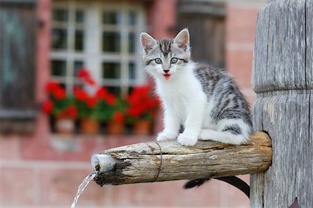 farmhouse with animals - Kitten on Water Fountain Stock Photo - Premium Royalty-Free, Code: 600-01276055