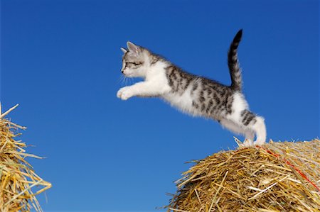 simsearch:600-02659826,k - Kitten Jumping Foto de stock - Sin royalties Premium, Código: 600-01276050