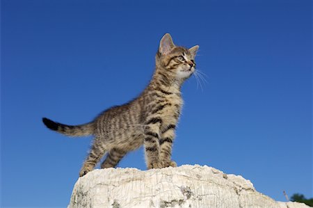 Kitten on Rock Stock Photo - Premium Royalty-Free, Code: 600-01276051