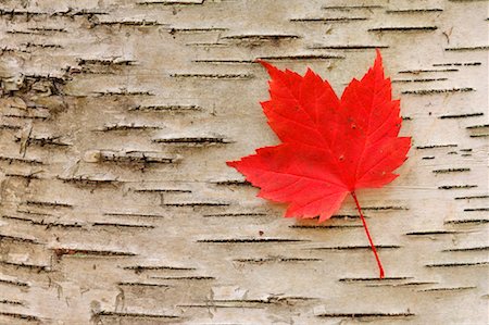 Red Maple Leaf, Algonquin Provincial Park, Ontario, Canada Foto de stock - Sin royalties Premium, Código: 600-01276069