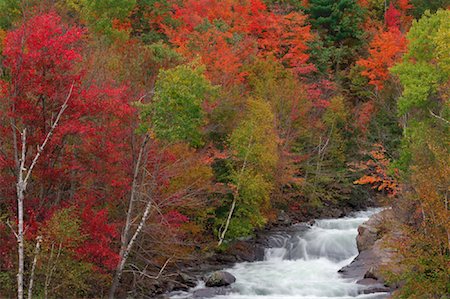 simsearch:600-03644660,k - Brook in Forest in Autumn, Ontario, Canada Foto de stock - Sin royalties Premium, Código: 600-01276072