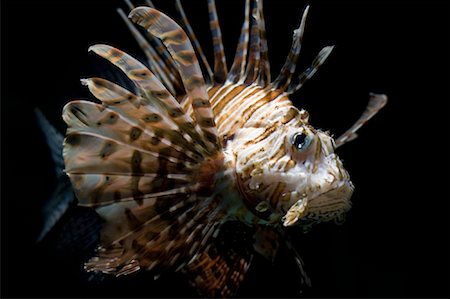 pez tropical - Portrait of Lionfish Foto de stock - Sin royalties Premium, Código: 600-01276284