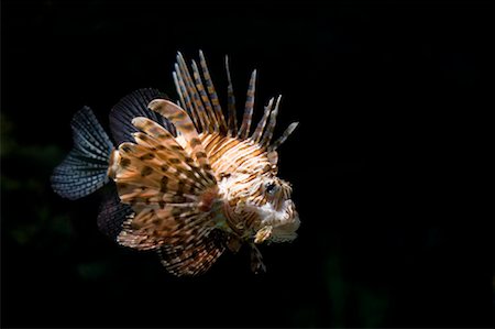 exotic underwater - Portrait of Lionfish Stock Photo - Premium Royalty-Free, Code: 600-01276283