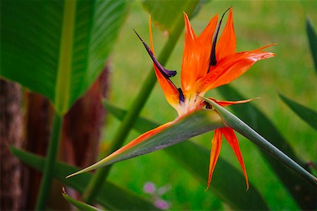 simsearch:700-00955111,k - Birds of Paradise Flower Foto de stock - Sin royalties Premium, Código: 600-01295706