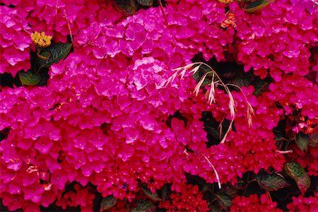 freeman patterson - Pink Hydrangea Foto de stock - Sin royalties Premium, Código: 600-01295707