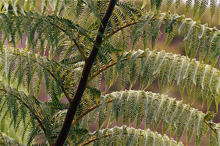 freeman patterson - Tree Fern Foto de stock - Sin royalties Premium, Código: 600-01295708