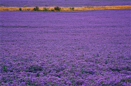 freeman patterson photography - Field of Borage Stock Photo - Premium Royalty-Free, Code: 600-01295715