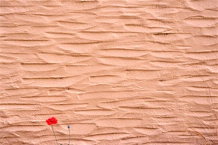 stucco - Stucco Wall and Poppy Foto de stock - Sin royalties Premium, Código: 600-01295710