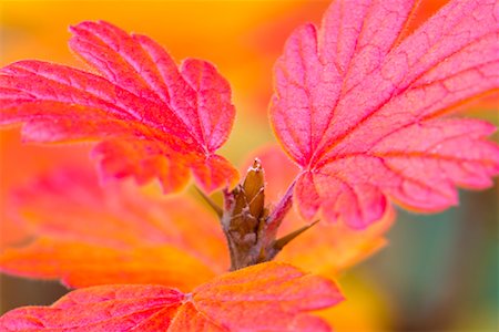 Nahaufnahme der Herbst Blätter Stockbilder - Premium RF Lizenzfrei, Bildnummer: 600-01345159