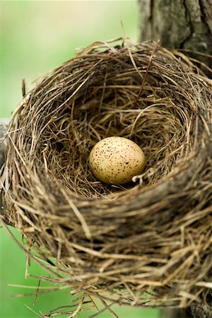 Egg in Nest Foto de stock - Royalty Free Premium, Número: 600-01374734