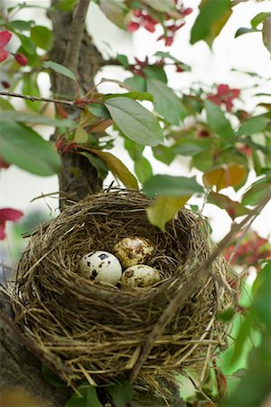 Oeufs dans le nid Photographie de stock - Premium Libres de Droits, Code: 600-01374735