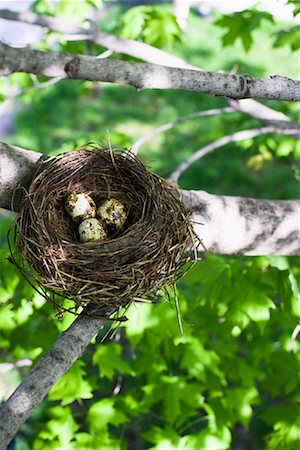 Eggs in Nest Foto de stock - Sin royalties Premium, Código: 600-01374738