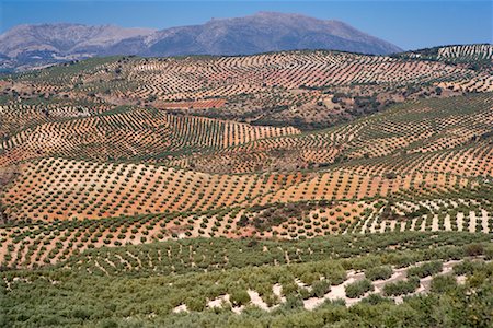 Overview of Olive Orchards, Andalucia, Spain Stock Photo - Premium Royalty-Free, Code: 600-01378796