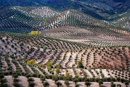 Overview of Olive Orchards, Andalucia, Spain Foto de stock - Sin royalties Premium, Código: 600-01378800