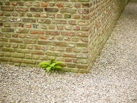 pebble walling - Fern Growing near Brick Wall Foto de stock - Sin royalties Premium, Código: 600-01429333