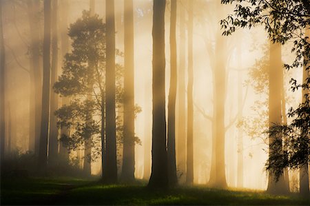 Sunrays Through Morning Fog, Dandenong Ranges, Victoria, Australia Stock Photo - Premium Royalty-Free, Code: 600-01458264