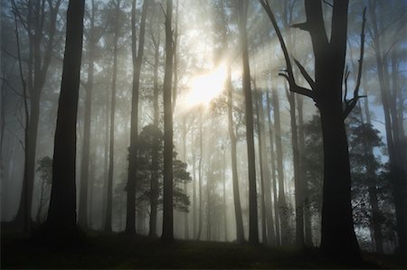 Sunrays Through Morning Fog, Dandenong Ranges, Victoria, Australia Stock Photo - Premium Royalty-Free, Code: 600-01458265