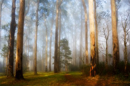 Sunrays Through Morning Fog, Dandenong Ranges, Victoria, Australia Stock Photo - Premium Royalty-Free, Code: 600-01458266