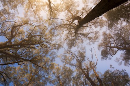 fraxinus - Sunrays Through Morning Fog, Dandenong Ranges, Victoria, Australia Foto de stock - Sin royalties Premium, Código: 600-01458267