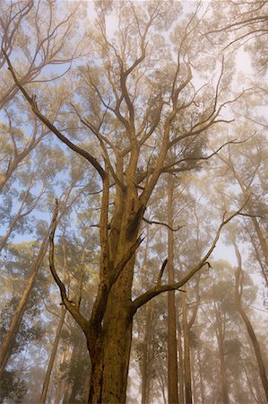 fraxinus - Mountain Ash in Morning Fog, Dandenong Ranges National Park, Victoria, Australia Foto de stock - Sin royalties Premium, Código: 600-01458268