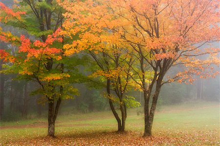 row autumn trees - Maple Trees, Dandenong Ranges National Park, Victoria, Australia Stock Photo - Premium Royalty-Free, Code: 600-01458269