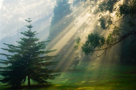 Sunrays Through Morning Fog, Dandenong Ranges, Victoria, Australia Stock Photo - Premium Royalty-Free, Code: 600-01458262