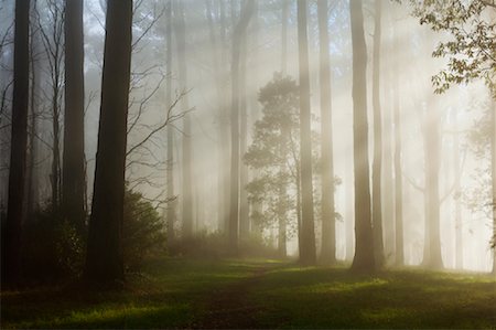 Sunrays Through Morning Fog, Dandenong Ranges, Victoria, Australia Stock Photo - Premium Royalty-Free, Code: 600-01458263