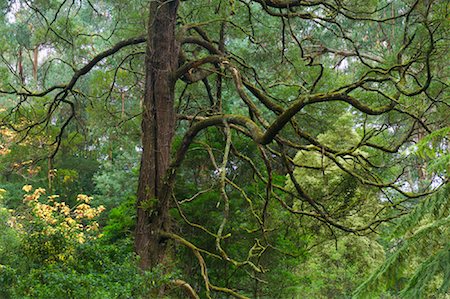 Old Beech Tree, Dandenong Ranges National Park, Victoria, Australia Stock Photo - Premium Royalty-Free, Code: 600-01458278