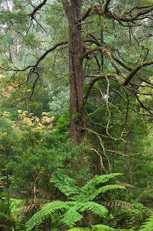 simsearch:700-00865322,k - Old Beech Tree, Dandenong Ranges National Park, Victoria, Australia Foto de stock - Royalty Free Premium, Número: 600-01458279