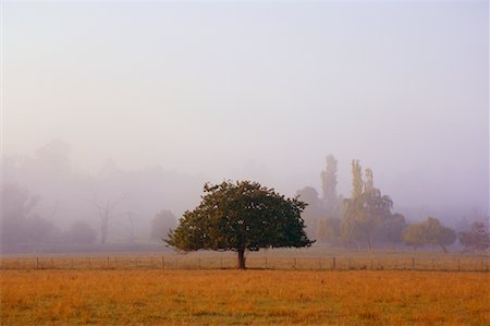 simsearch:700-01014768,k - Arbre dans le brouillard, Yarra Valley, Victoria, Australie Photographie de stock - Premium Libres de Droits, Code: 600-01458271